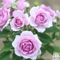 Heirloom Roses Veranda® Lavender Outlet