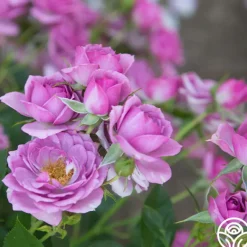 Heirloom Roses Veranda® Lavender Outlet