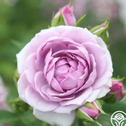 Heirloom Roses Veranda® Lavender Outlet
