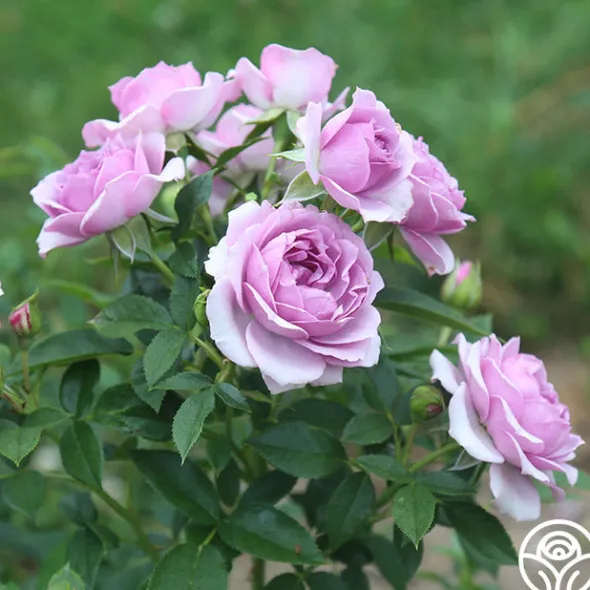 Heirloom Roses Veranda® Lavender Outlet