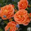 Heirloom Roses Veranda® Mango Best