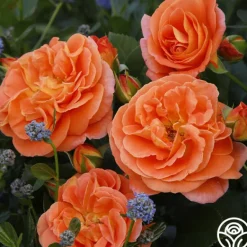 Heirloom Roses Veranda® Mango Best