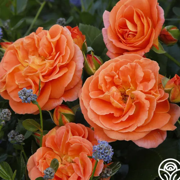 Heirloom Roses Veranda® Mango Best