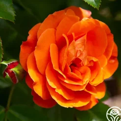 Heirloom Roses Veranda® Mango Best