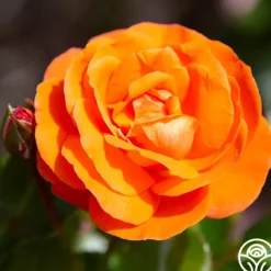 Heirloom Roses Veranda® Mango Best
