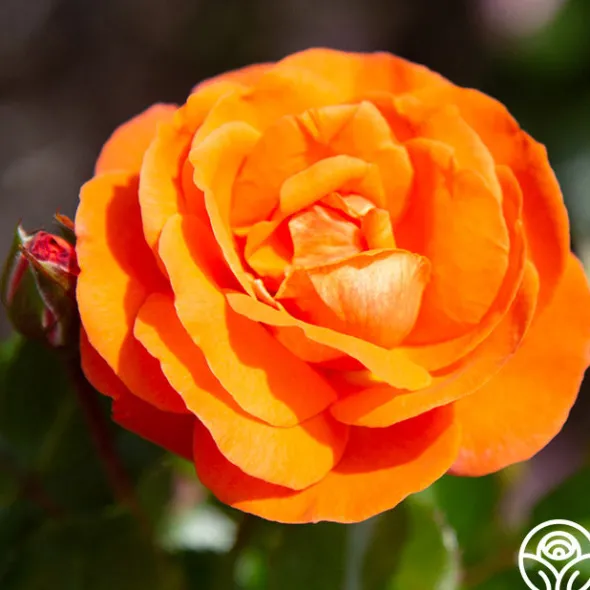 Heirloom Roses Veranda® Mango Best