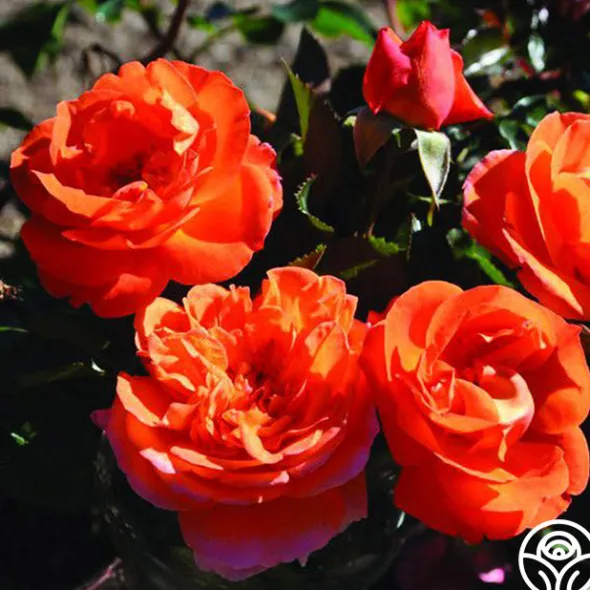 Heirloom Roses Veranda® Mango Best