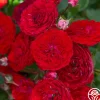 Heirloom Roses Veranda® Roxanne New