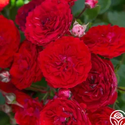 Heirloom Roses Veranda® Roxanne New