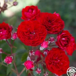 Heirloom Roses Veranda® Roxanne New