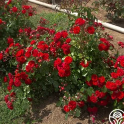 Heirloom Roses Veranda® Roxanne New