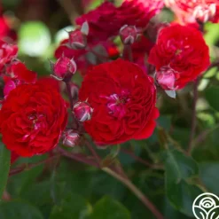Heirloom Roses Veranda® Roxanne New