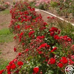 Heirloom Roses Veranda® Roxanne New