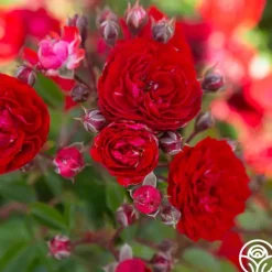 Heirloom Roses Veranda® Roxanne New