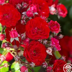 Heirloom Roses Veranda® Roxanne New