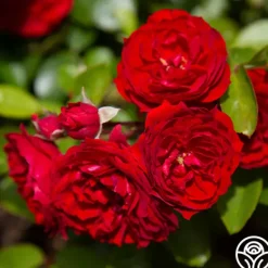 Heirloom Roses Veranda® Roxanne New