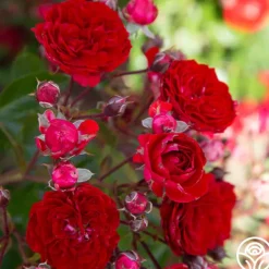 Heirloom Roses Veranda® Roxanne New
