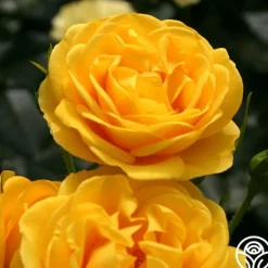 Heirloom Roses Veranda® Sunbeam Best