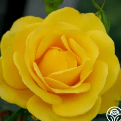 Heirloom Roses Veranda® Sunbeam Best