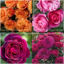 Heirloom Roses Vibrant Bouquet Collection Sale