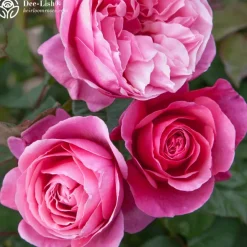 Heirloom Roses Vibrant Bouquet Collection Sale