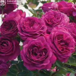 Heirloom Roses Vibrant Bouquet Collection Sale