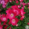 Heirloom Roses Vif Eclat Discount