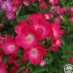 Heirloom Roses Vif Eclat Discount