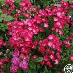 Heirloom Roses Vif Eclat Discount