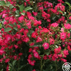 Heirloom Roses Vif Eclat Discount