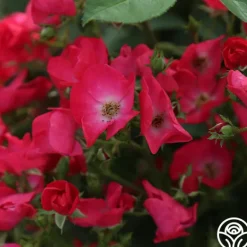 Heirloom Roses Vif Eclat Discount