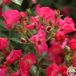 Heirloom Roses Vif Eclat Discount
