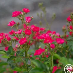 Heirloom Roses Vif Eclat Discount