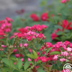 Heirloom Roses Vif Eclat Discount