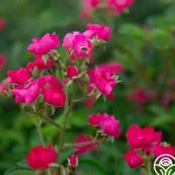 Heirloom Roses Vif Eclat Discount