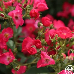 Heirloom Roses Vif Eclat Discount