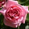 Heirloom Roses Viking Queen Best