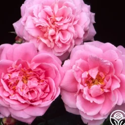 Heirloom Roses Viking Queen Best