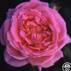 Heirloom Roses Viking Queen Best