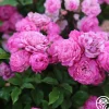 Heirloom Roses Vineyard Song Outlet
