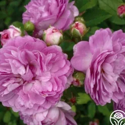 Heirloom Roses Vineyard Song Outlet