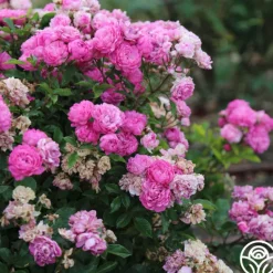 Heirloom Roses Vineyard Song Outlet