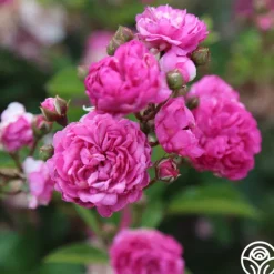 Heirloom Roses Vineyard Song Outlet
