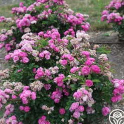 Heirloom Roses Vineyard Song Outlet