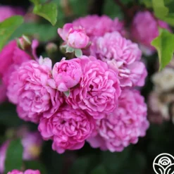 Heirloom Roses Vineyard Song Outlet
