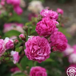 Heirloom Roses Vineyard Song Outlet