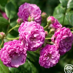 Heirloom Roses Vineyard Song Outlet