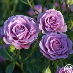 Heirloom Roses Violet's Pride™ Hot