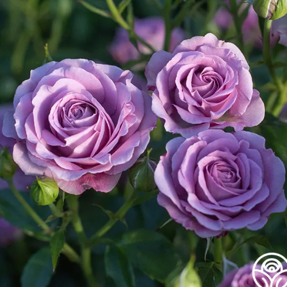 Heirloom Roses Violet's Pride™ Hot