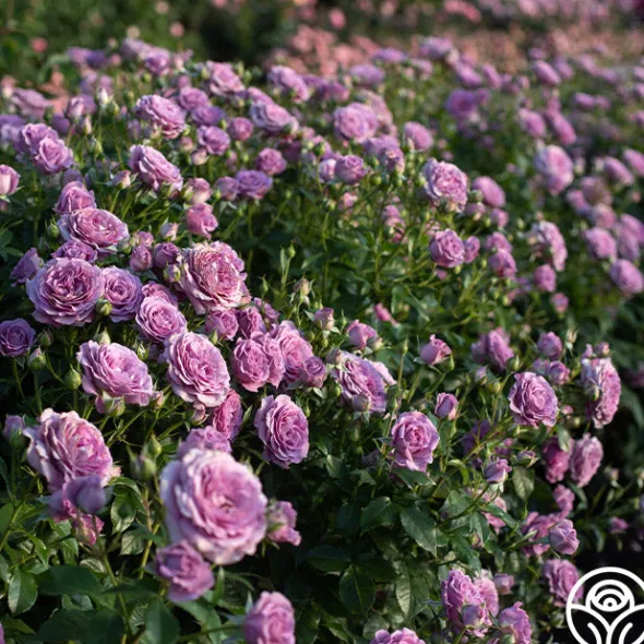 Heirloom Roses Violet's Pride™ Hot
